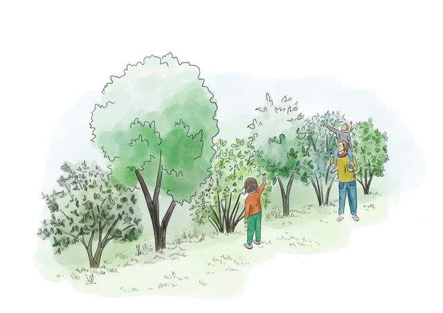 une haie arborée avec des enfants qui récoltent